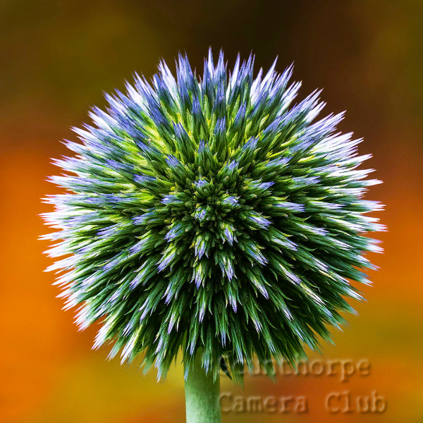 Globe Thistle 